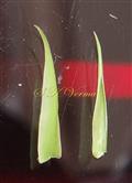  Stipules